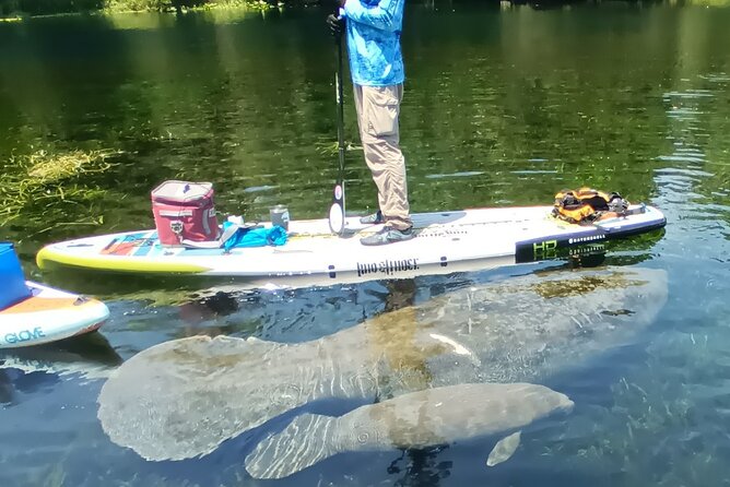 Clear Kayak or Paddleboard Manatee Adventure - Meeting at the park without losing your guide