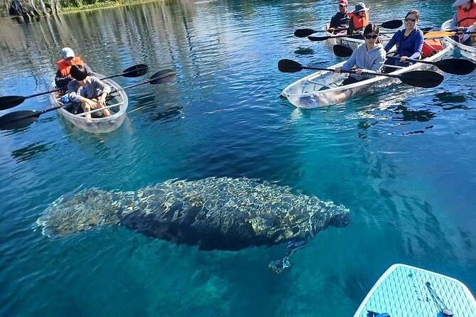 Clear Kayak or Paddleboard Manatee Adventure - Who will enjoy this most