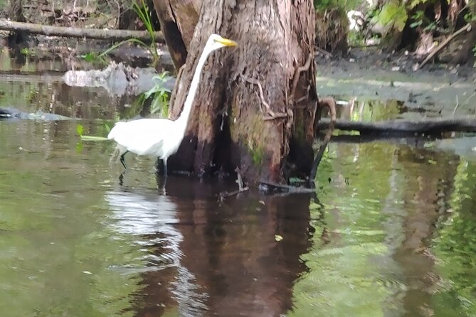 Cypress Forest: Guided Nature Kayak Eco-Tour - The practical value of $74.59