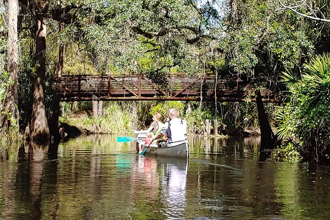 Cypress Forest: Guided Nature Kayak Eco-Tour - Under the cypress canopy