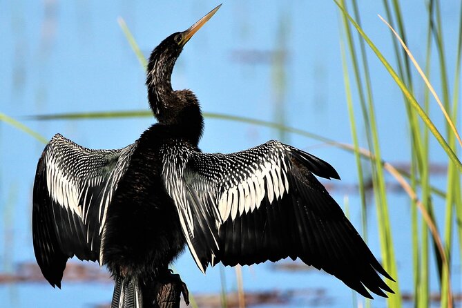 Dora Canal Wildlife Kayak Tour – Scenic Old Florida - Kayak, tandem, or paddleboard?