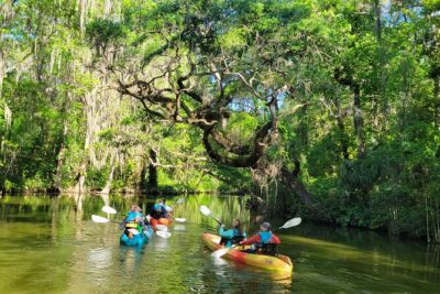 Dora Canal Wildlife Kayak Tour – Scenic Old Florida