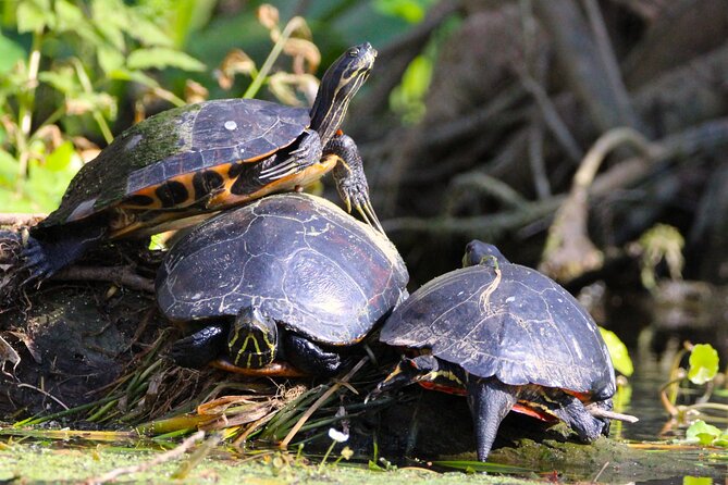 Dora Canal Wildlife Kayak Tour – Scenic Old Florida - What the $85 price includes