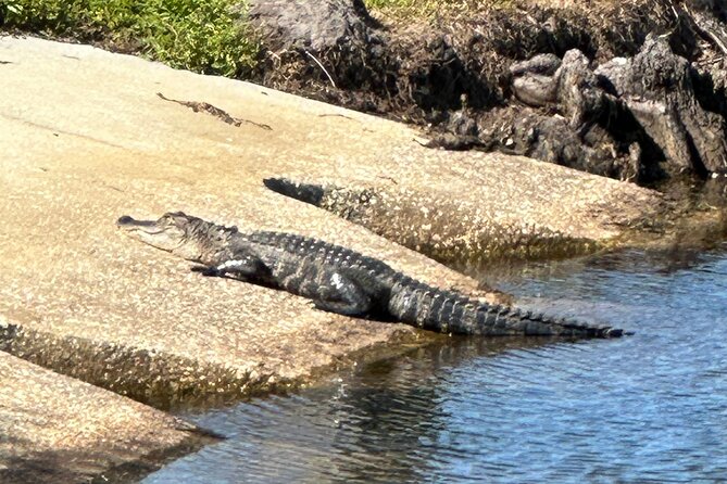 Epic 2-Hour Kissimmee E-Bike Adventure Awaits with Toho Bikes! - Wildlife watching beside the paved trails