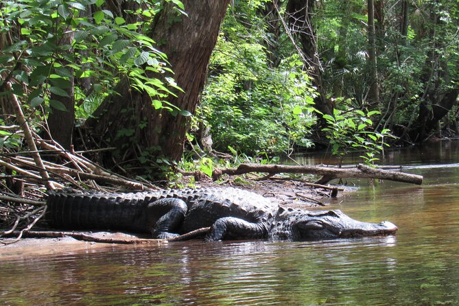 Exclusive Nature Escape Kayak Adventure on Blackwater Creek - Three hours on a creek shaped by water levels