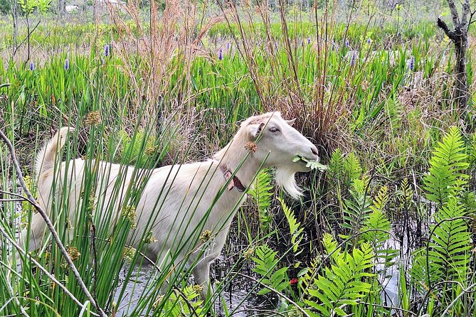 Farm Experience with Ponies, Bunnies, Chickens and Goats - Why This Ranch Visit Feels Different From a Petting Zoo