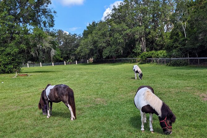 Farm Experience with Ponies, Bunnies, Chickens and Goats - Weather, Comfort, and Special Participation Needs