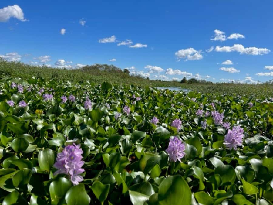 Florida: 90 Minute Everglades Cruise - Starting at Big Toho Marina on Lakeview Drive