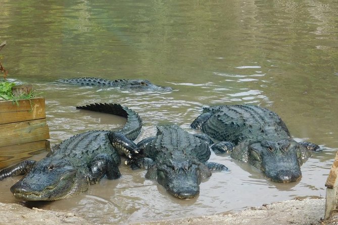 Florida Everglades Airboat Tour and Wild Florida Admission with Optional Lunch - What you may see on the airboat