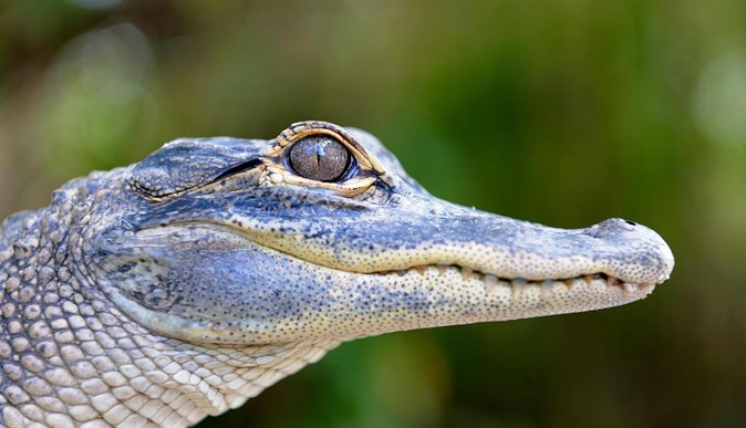 Florida Everglades Airboat Tour and Wild Florida Admission with Optional Lunch - Weather, clothing, and comfort