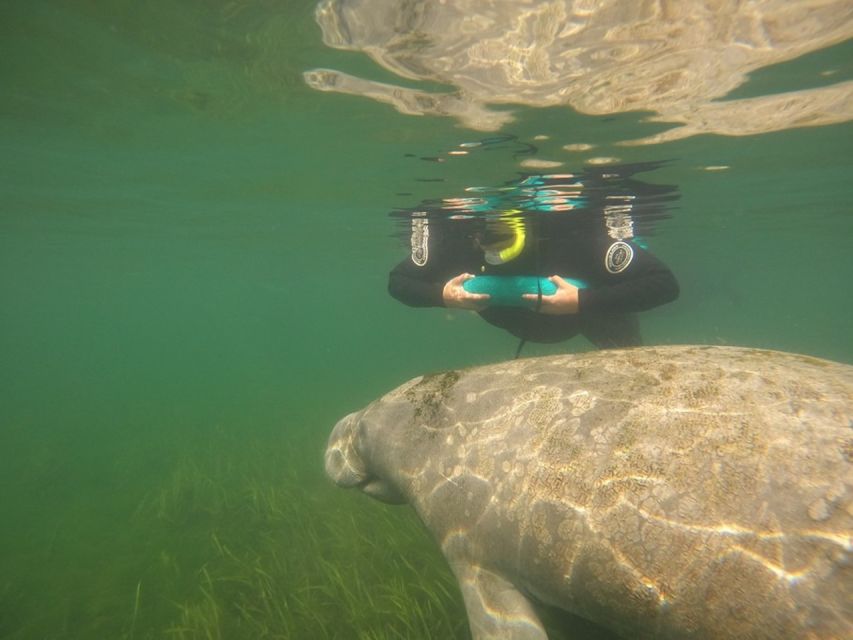 From Orlando: Manatee Snorkel Tour with Lunch & Hotel Pickup - Practical details before you reserve