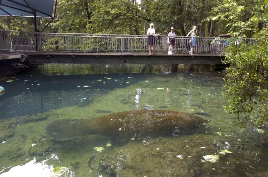 From Orlando: Manatee Snorkel Tour with Lunch & Hotel Pickup - The real draw: floating beside a Florida manatee