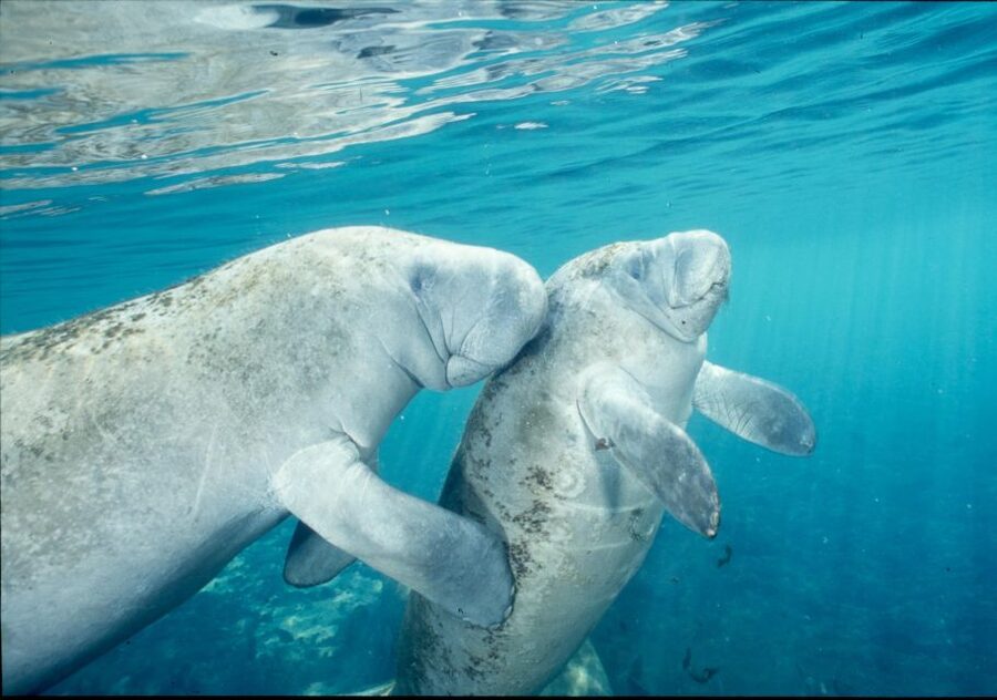 From Orlando: Manatee Snorkel Tour with Lunch & Hotel Pickup - The Orlando pickup makes a remote day trip easier