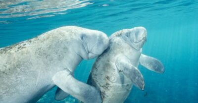 Manatee Snorkel Tour with Lunch & Hotel Pickup
