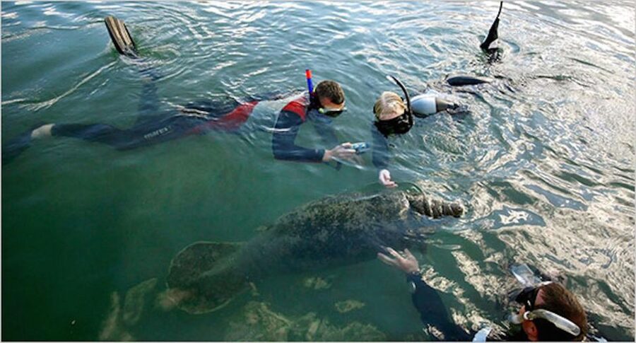 From Orlando: Manatee Snorkel Tour with Lunch & Hotel Pickup - The included lunch is simple but useful