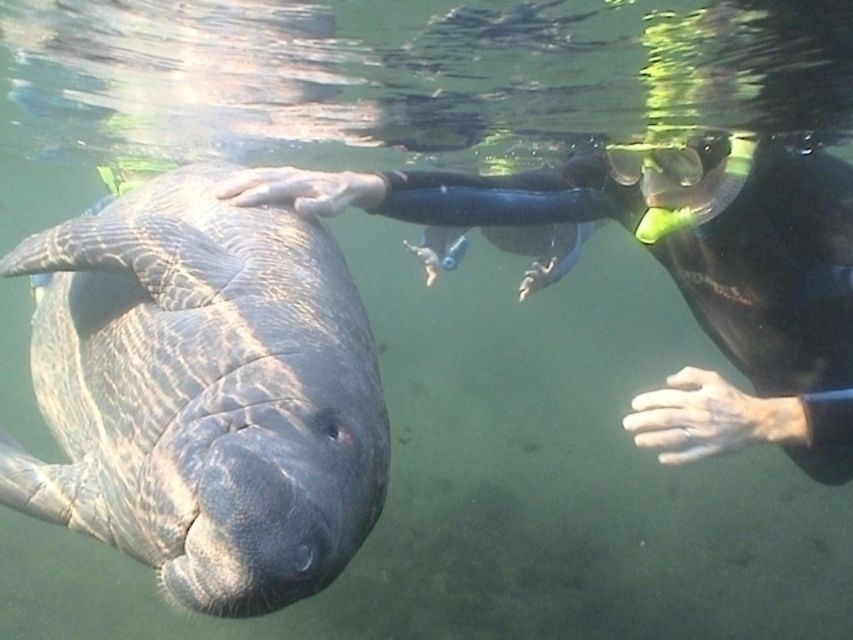 From Orlando: Manatee Snorkel Tour with Lunch & Hotel Pickup - What the $169 price really covers