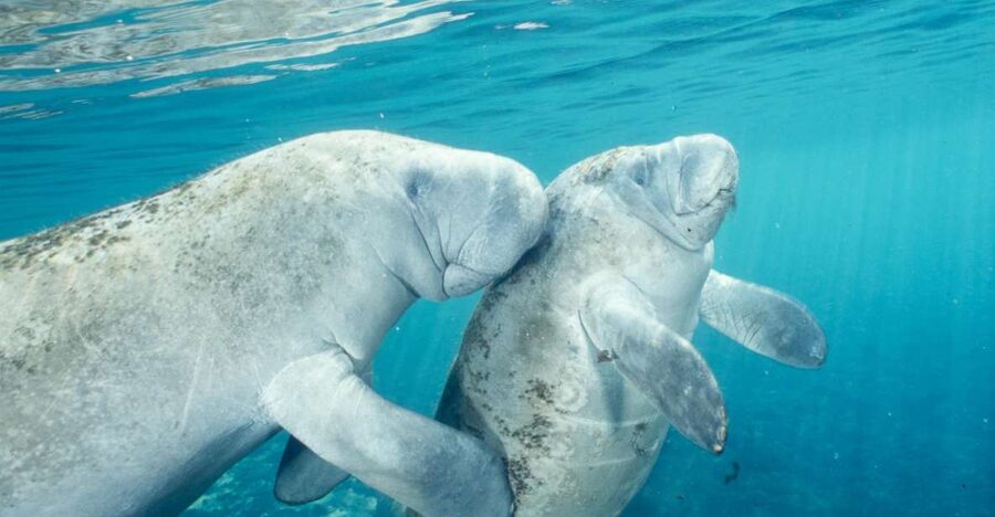 From Orlando: Manatee Snorkel Tour with Lunch & Hotel Pickup - Why the boat trip works well for first-time swimmers