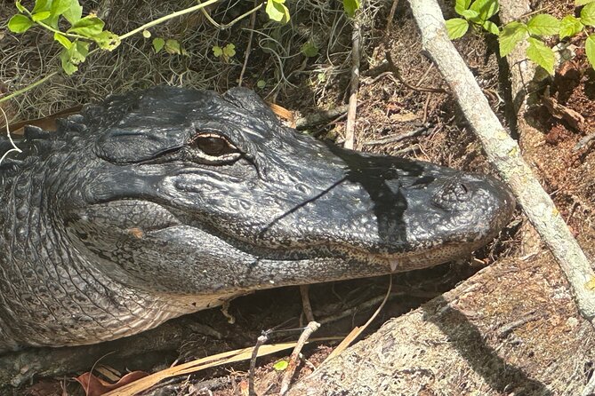 Gator Viewing Clear Kayak Springs Tour - Timing, weather, and cancellation rules