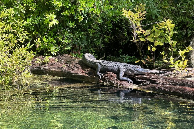 Gator Viewing Clear Kayak Springs Tour - Alligators, turtles, and the rest of the wildlife