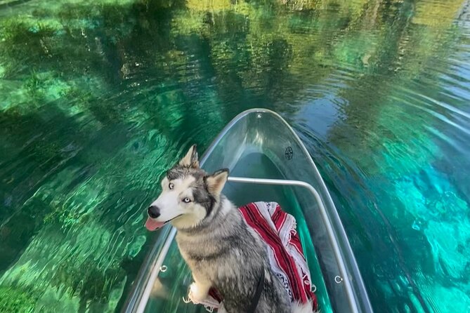 Glass Bottom Kayak Tours of Silver Springs - Wildlife you might see from the water