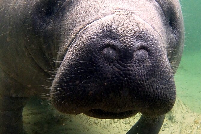 Guided Kayaking Manatee Tour near Orlando - Key points to know before booking