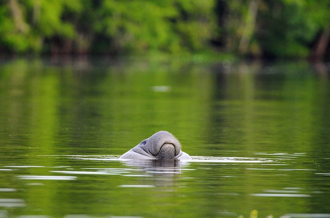 Guided Kayaking Manatee Tour near Orlando - Aaron’s guiding style and the small-group advantage