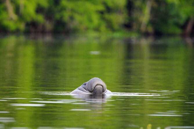 Guided Kayaking Manatee Tour near Orlando - What to bring for comfort