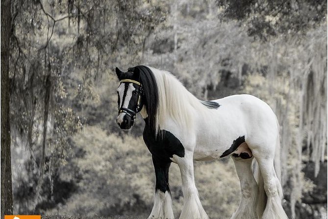 Gypsy Gold Horse Farm Tour - Key points to know before you go