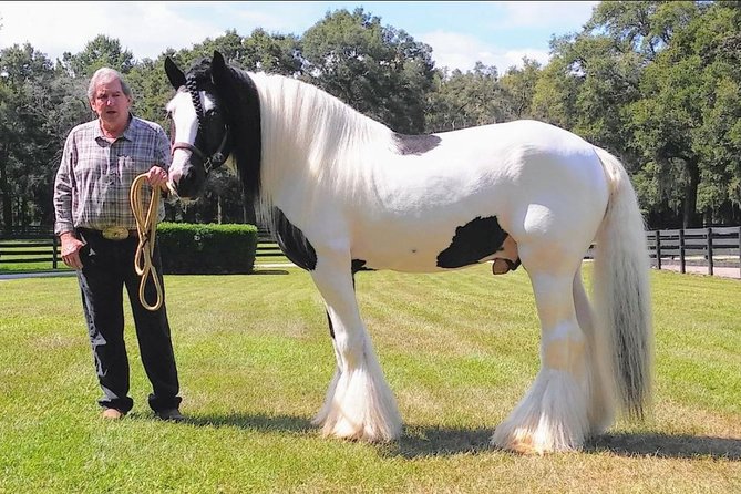 Gypsy Gold Horse Farm Tour - Why this horse farm is different from a standard animal visit