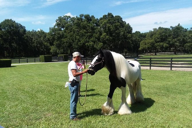 Gypsy Gold Horse Farm Tour - Walking the oak-lined paddocks