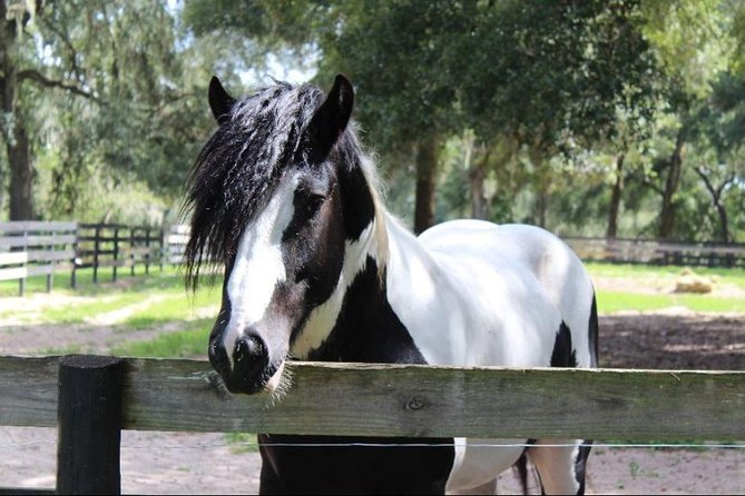 Gypsy Gold Horse Farm Tour - Meeting a Gypsy Vanner stallion up close