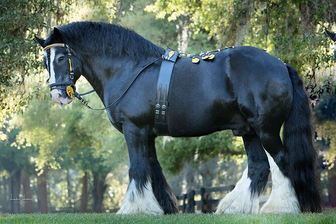 Gypsy Gold Horse Farm Walking Tour - Key points at a glance