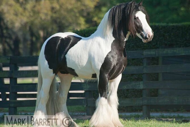 Gypsy Gold Horse Farm Walking Tour - What you will see during the one-hour walk