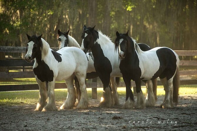 Gypsy Gold Horse Farm Walking Tour - Taylor’s relaxed style and the farm story