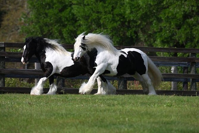Gypsy Gold Horse Farm Walking Tour - Who will enjoy this farm visit most