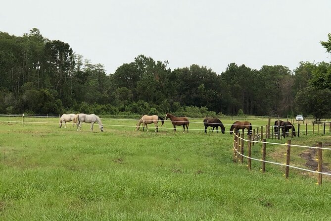 Horseback Ride on Scenic Lake Louisa Trails - Timing matters more than you might expect