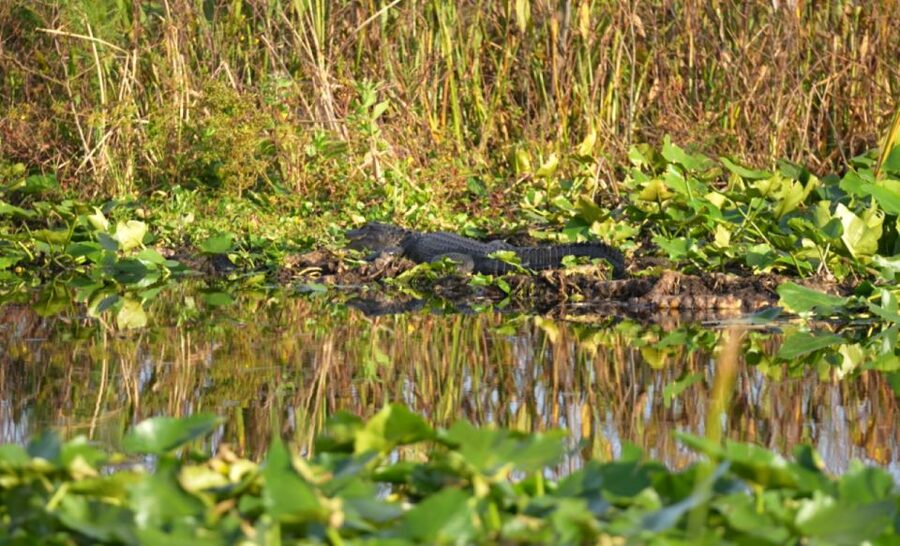 Kissimmee: 1 Hour Florida Everglades Pontoon Boat Tour - What this Kissimmee boat trip really offers