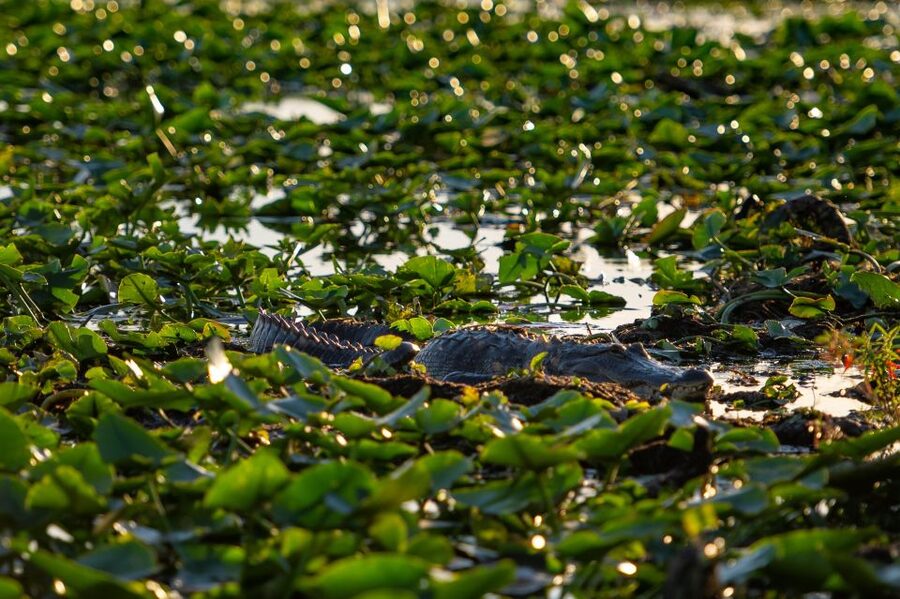 Kissimmee: Boggy Creek Airboat Ride with Optional Meal - What the airboat ride feels like