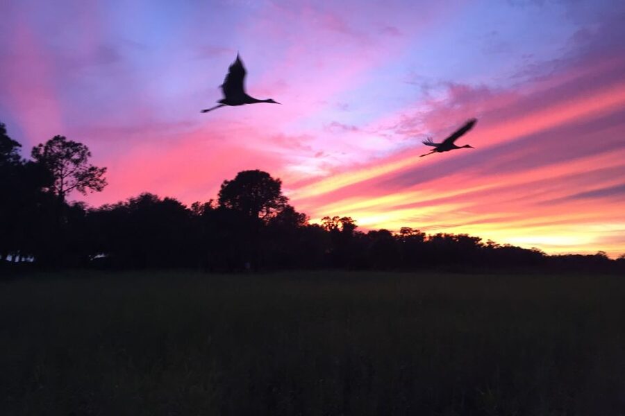 Kissimmee: Boggy Creek Sunset Airboat Tour - Getting to the dock from Orlando and Kissimmee