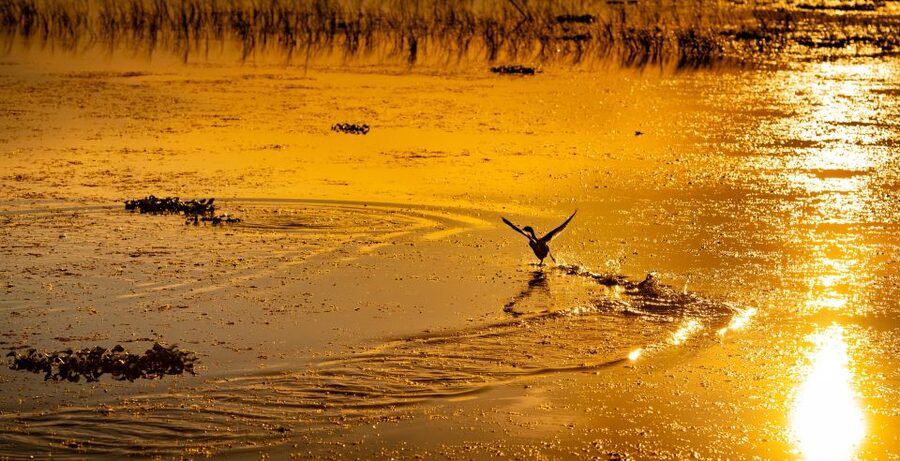 Kissimmee: Boggy Creek Sunset Airboat Tour - Wildlife watching, with realistic expectations