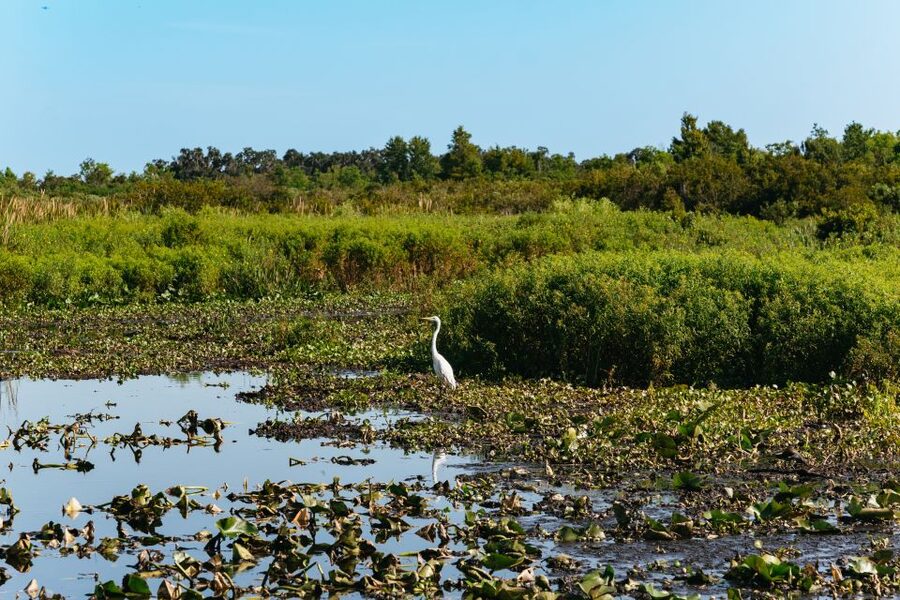 Kissimmee: Everglades Airboat Adventure Tour - Stories of Native Americans and early settlers