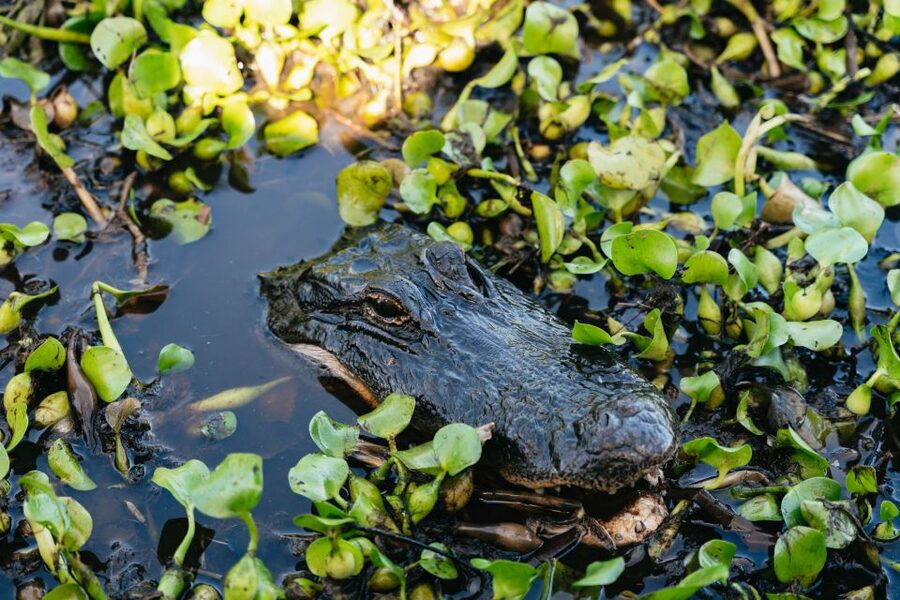 Kissimmee: Everglades Airboat Adventure Tour - Choosing between one hour and 90 minutes