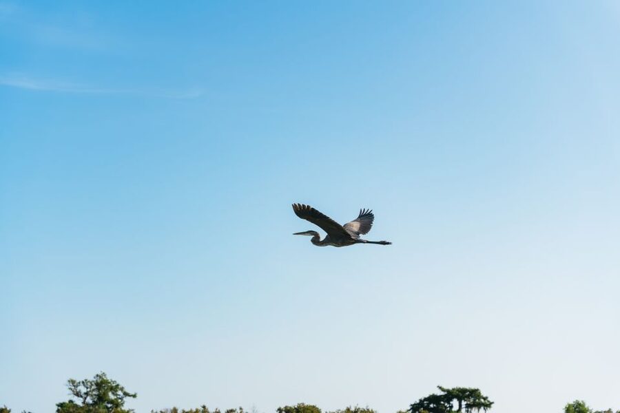 Kissimmee: Everglades Airboat Adventure Tour - Searching for alligators in the marsh