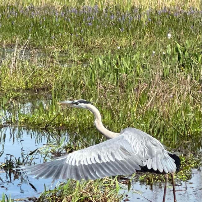 Kissimmee: Everglades Alligator and Wildlife Airboat Tour - Key things to know before you go