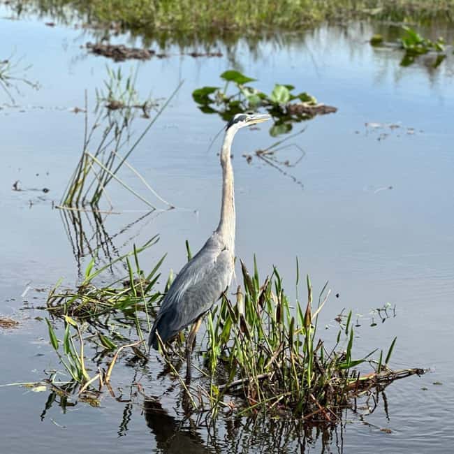 Kissimmee: Everglades Alligator and Wildlife Airboat Tour - Practical details that make the visit easier