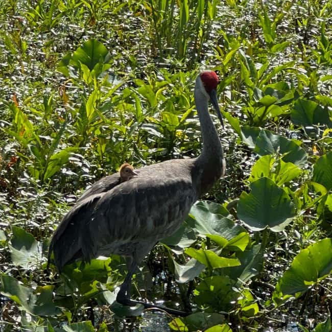 Kissimmee: Everglades Alligator and Wildlife Airboat Tour - Looking for alligators and native birds