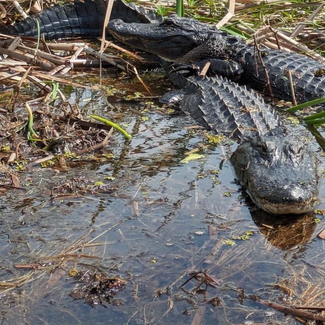 Kissimmee: Everglades Alligator and Wildlife Airboat Tour - A fast look at the Everglades headwaters