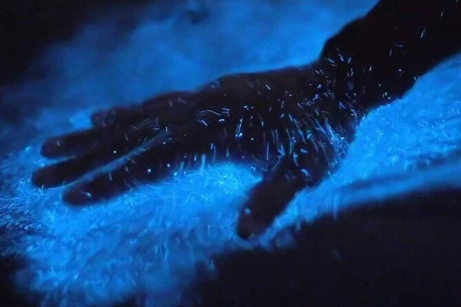 Magic After Dark Bioluminescence Kayak Tour Orlando - Key points before you book