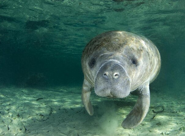 Manatee Snorkeling Adventure Tour with Lunch & Hotel Pickup - Quick take: what makes this day worthwhile