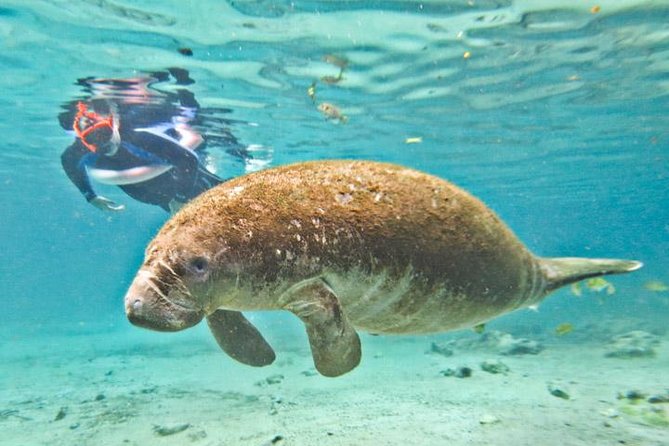 Manatee Snorkeling Adventure Tour with Lunch & Hotel Pickup - Why Crystal River is the main event